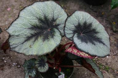 B. ‘Moon Dust’